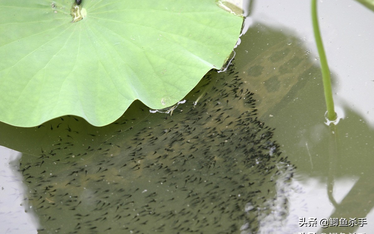 <html>
<head><title>502BadGateway</title></head>
<body>
<center><h1>502BadGateway</h1></center>
<hr><center>nginx</center>
</body>
</html>
<!--apaddingtodisableMSIEandChromefriendlyerrorpage-->
<!--apaddingtodisableMSIEandChromefriendlyerrorpage-->
<!--apaddingtodisableMSIEandChromefriendlyerrorpage-->
<!--apaddingtodisableMSIEandChromefriendlyerrorpage-->
<!--apaddingtodisableMSIEandChromefriendlyerrorpage-->
<!--apaddingtodisableMSIEandChromefriendlyerrorpage-->
