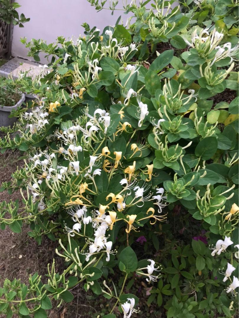 6种超有气质且唯美的爬藤花,3种极品爬藤花30天爬满庭院农村