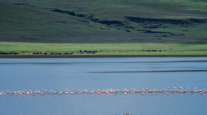 坦桑尼亚之旅,坦桑尼亚东非草原