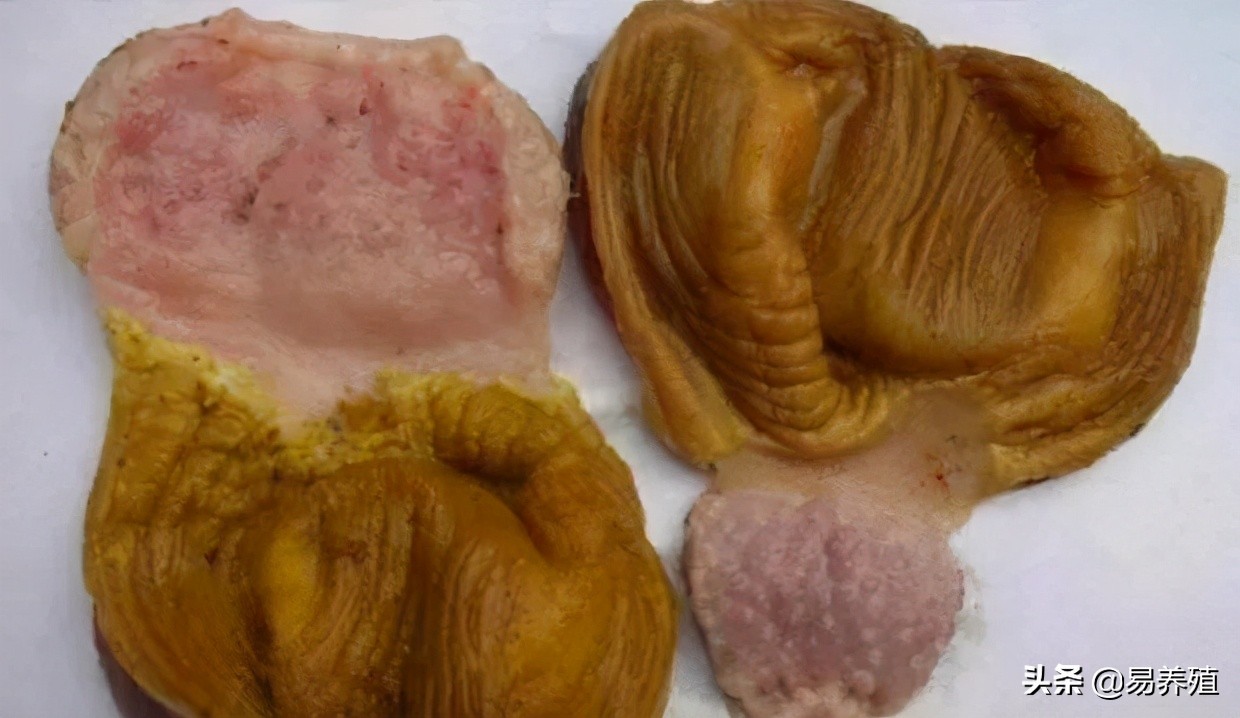 易养殖：带你治好鸡腺胃炎