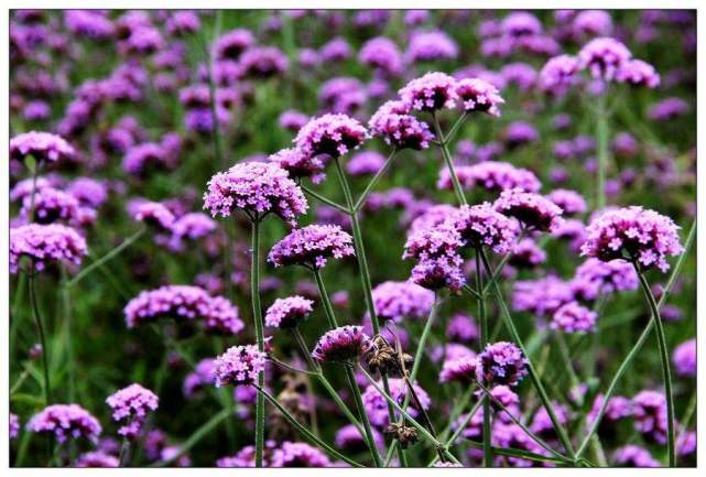 植物都有哪些奇妙之处,植物的奇特现象有哪些