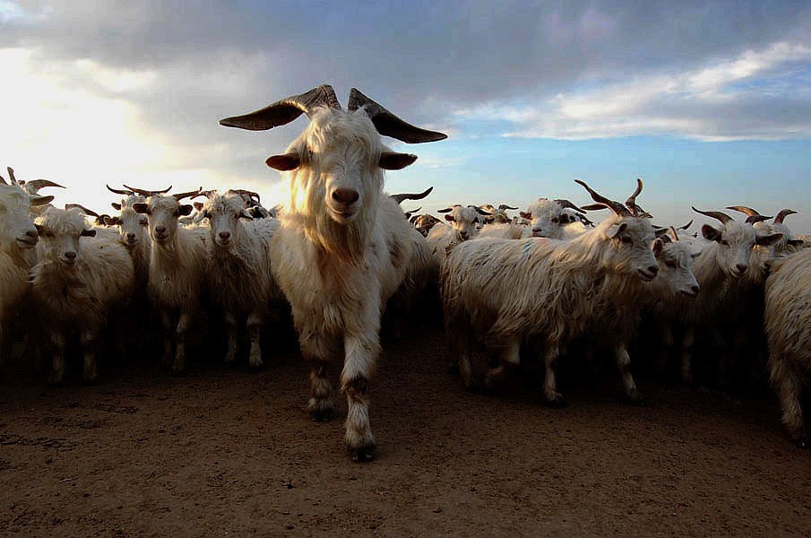 羊群里怎么训练一只领头羊,羊群的领头羊是怎样产生的