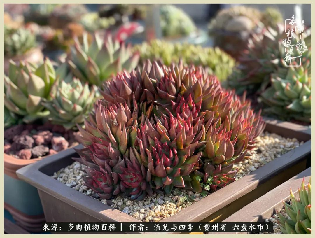 国庆假期你快乐吗?来,凉都美肉与你相伴一一小乌木的霸气东云