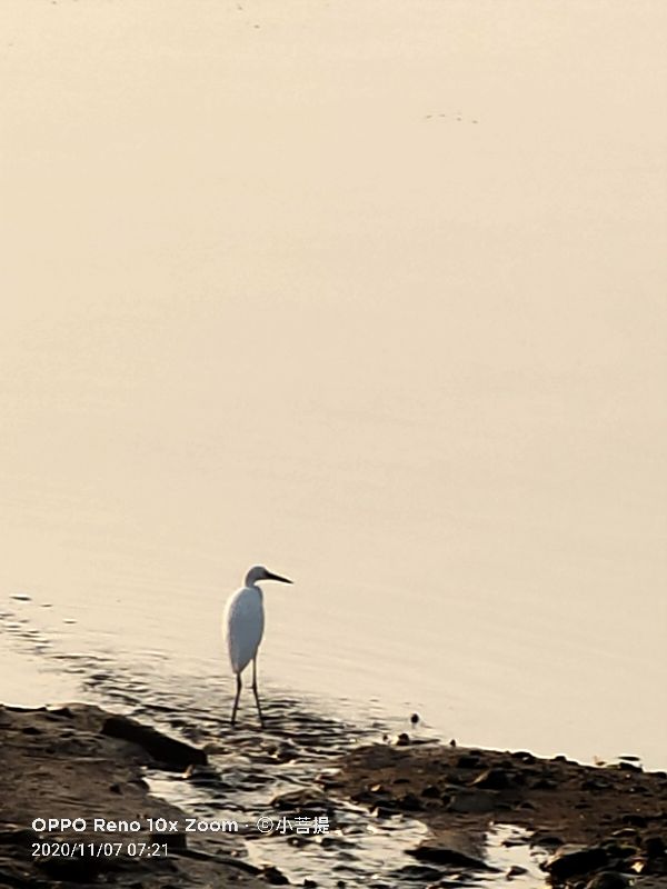这种鸟很像纤纤美丽的女子，即使梦到了都代表着是吉祥的好事情