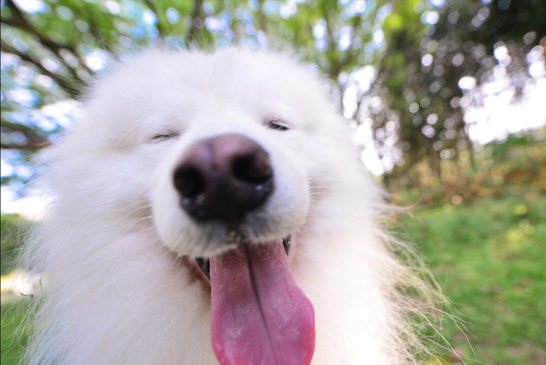 萨摩耶犬和金毛犬性格的区别,萨摩耶的七个特征