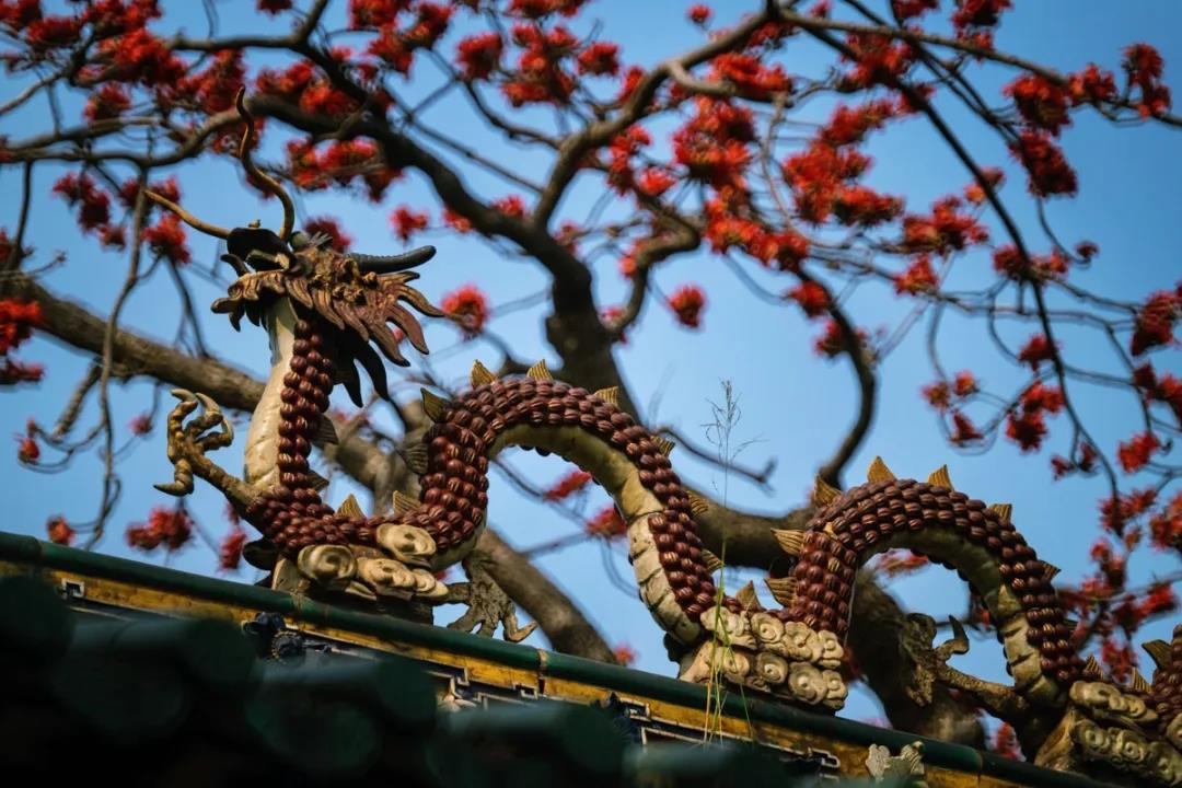 广州红棉拍摄技巧视频,摄影老法师拍红棉