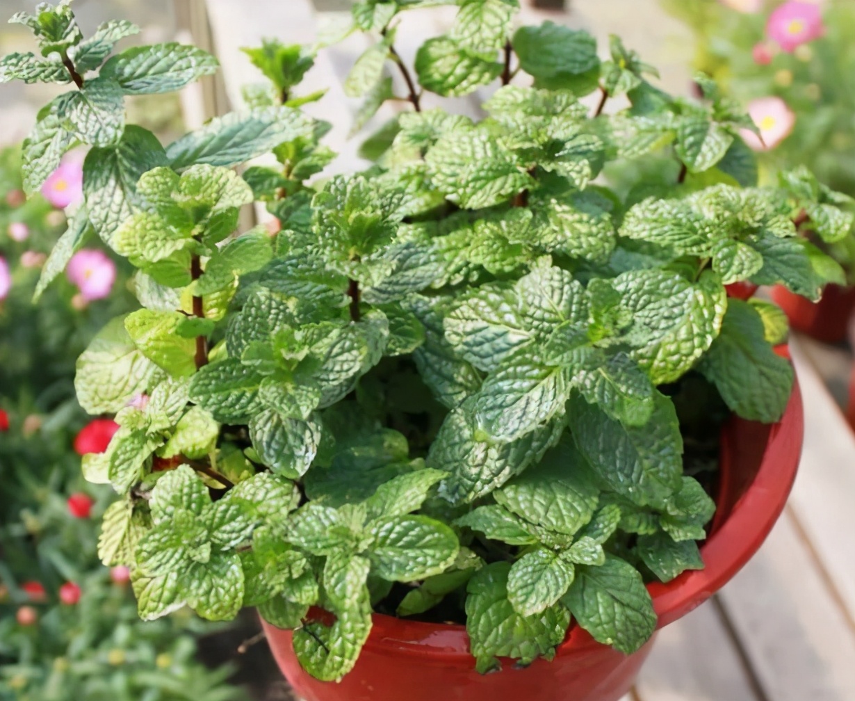 最爱喝水的4种花浇得勤长得快,5天浇一次水又好看的花