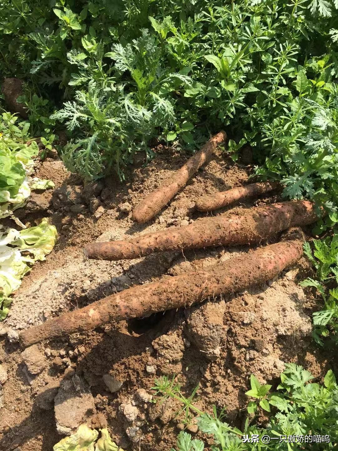 脾胃吸收不好吃什么食物长胖,孩子脾胃差吸收不好怎么办