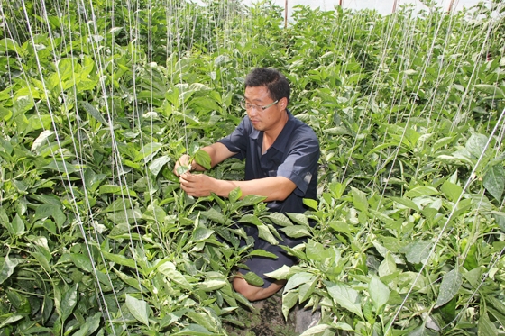 日光温室辣椒病虫害防治,大棚辣椒叶片灼伤怎么管理