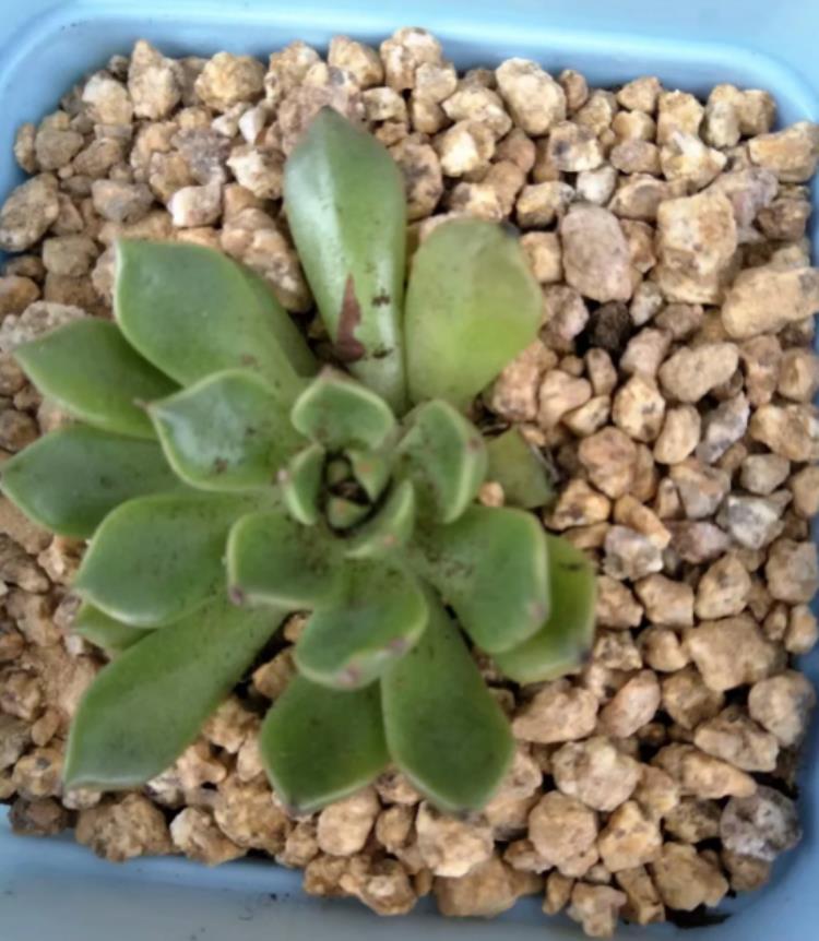 多肉植物为什么会长白色的虫,多肉为什么会得白粉黑斑