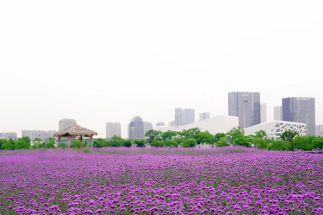 美美美！余杭七大花海组团来袭，遍地繁花好似人间仙境