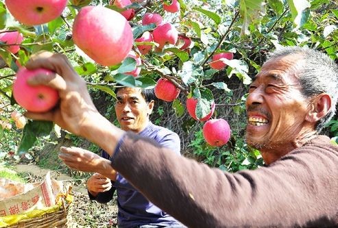 果农赚不到钱怎么办,现在果农种植苹果还有前途吗