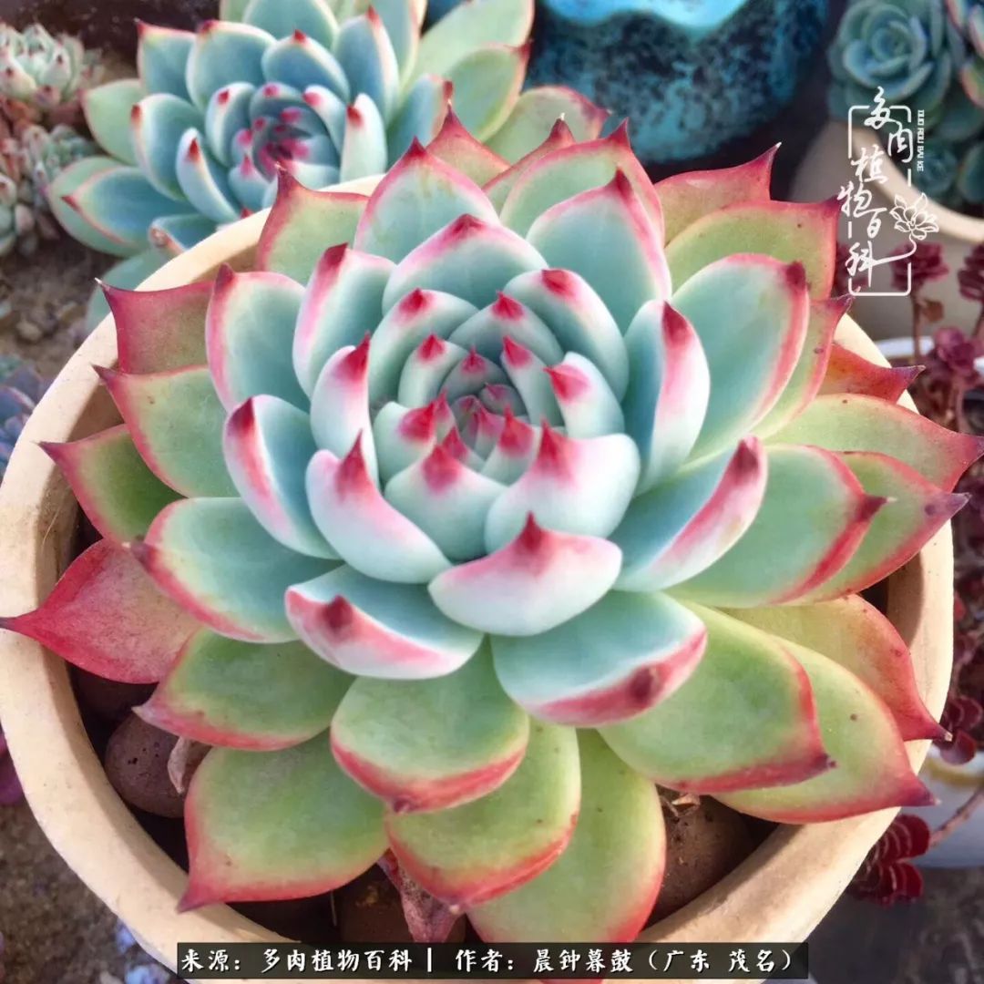 轻轻地告诉你，我的多肉也曾美过，不信你看看