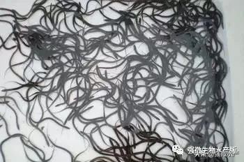 黄鳝微流水大棚养殖技术,黄鳝静水养殖技术