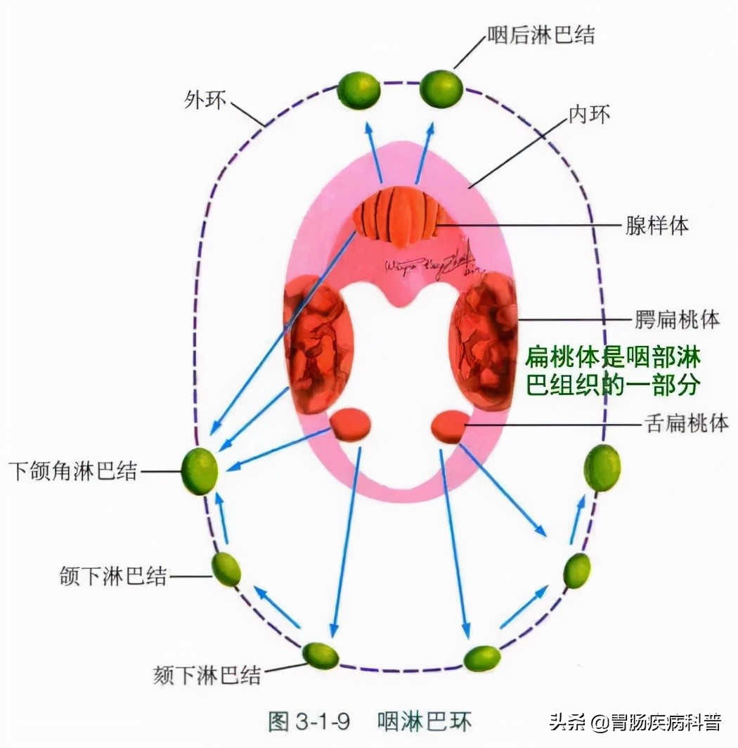腹部消化系统解剖图谱,小儿消化系统解剖图谱