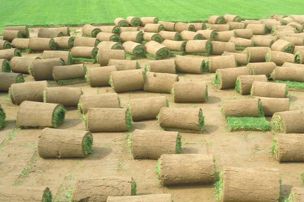 种植好草坪的方法,草皮种植方法