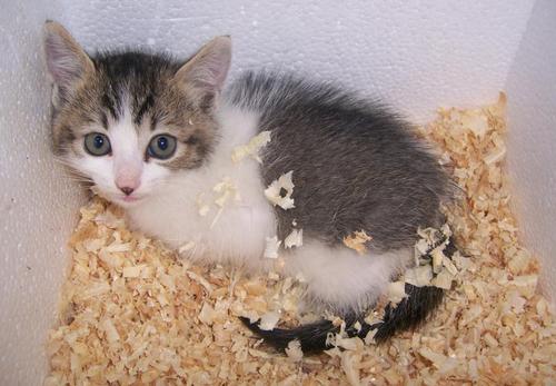 流浪猫怎么养才能不得传染病,流浪猫怎样养不会给自己传染病