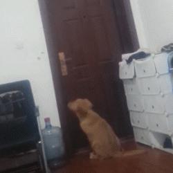 狗狗关在家里为什么要一直推门,关上门狗狗乱叫怎么办