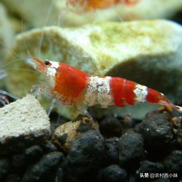 养观赏虾基本知识,观赏虾好养耐活