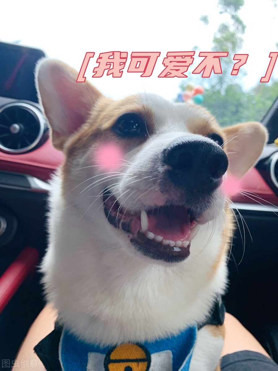 为啥柯基喜欢咬主人手,为什么柯基很喜欢咬小狗