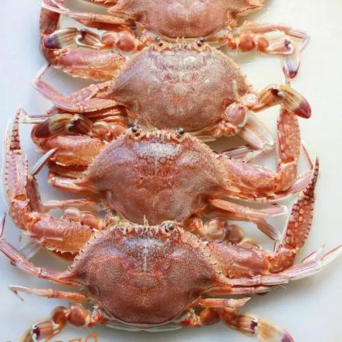 好好的螃蟹，为什么不横着走？来了解一下螃蟹界的“美味”成员