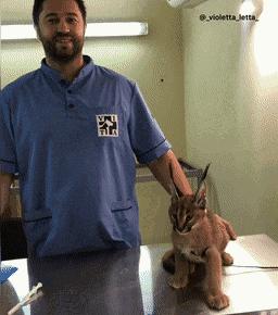 猫咪费洛蒙是真的有用，还是铲屎官的心理安慰剂？