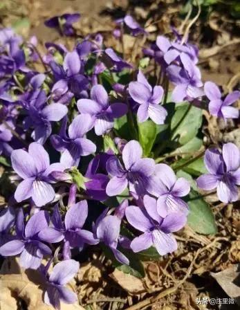 石家庄藁城旅游团,藁城周边免费一日游的绝佳去处