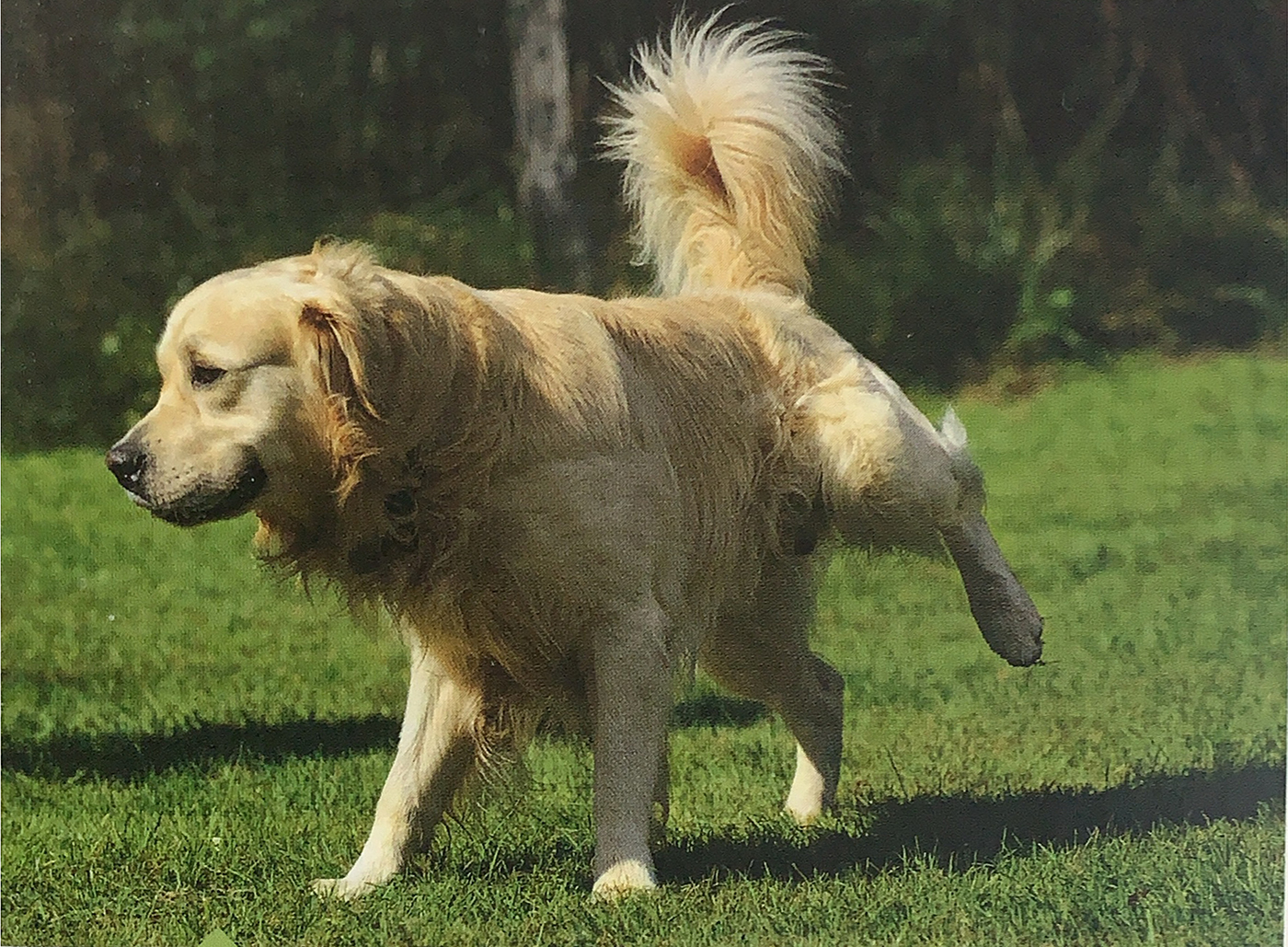 狗便秘怎么引导排便,狗大小便拉哪里