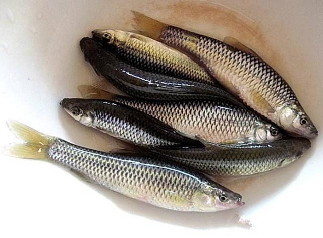 大量巴西龟,大量巴西龟最后到哪了