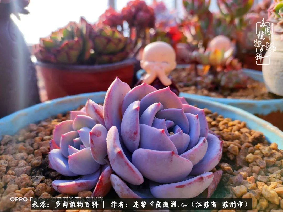 围观多肉版武林大会，一起穿越吧,下