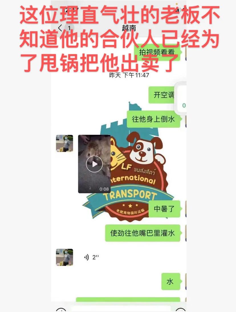 金毛siri被无良商家托运真实视频,金毛被主人丢弃了真是太可怜了