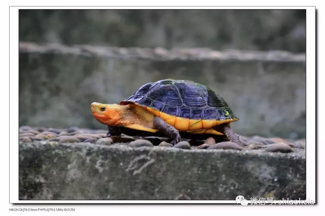 黄缘龟喜欢的植物,黄缘龟有灵性吗