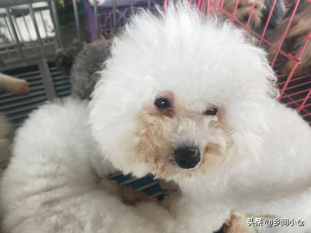 开封狗品种大全,开封狗市是中国最大的吗