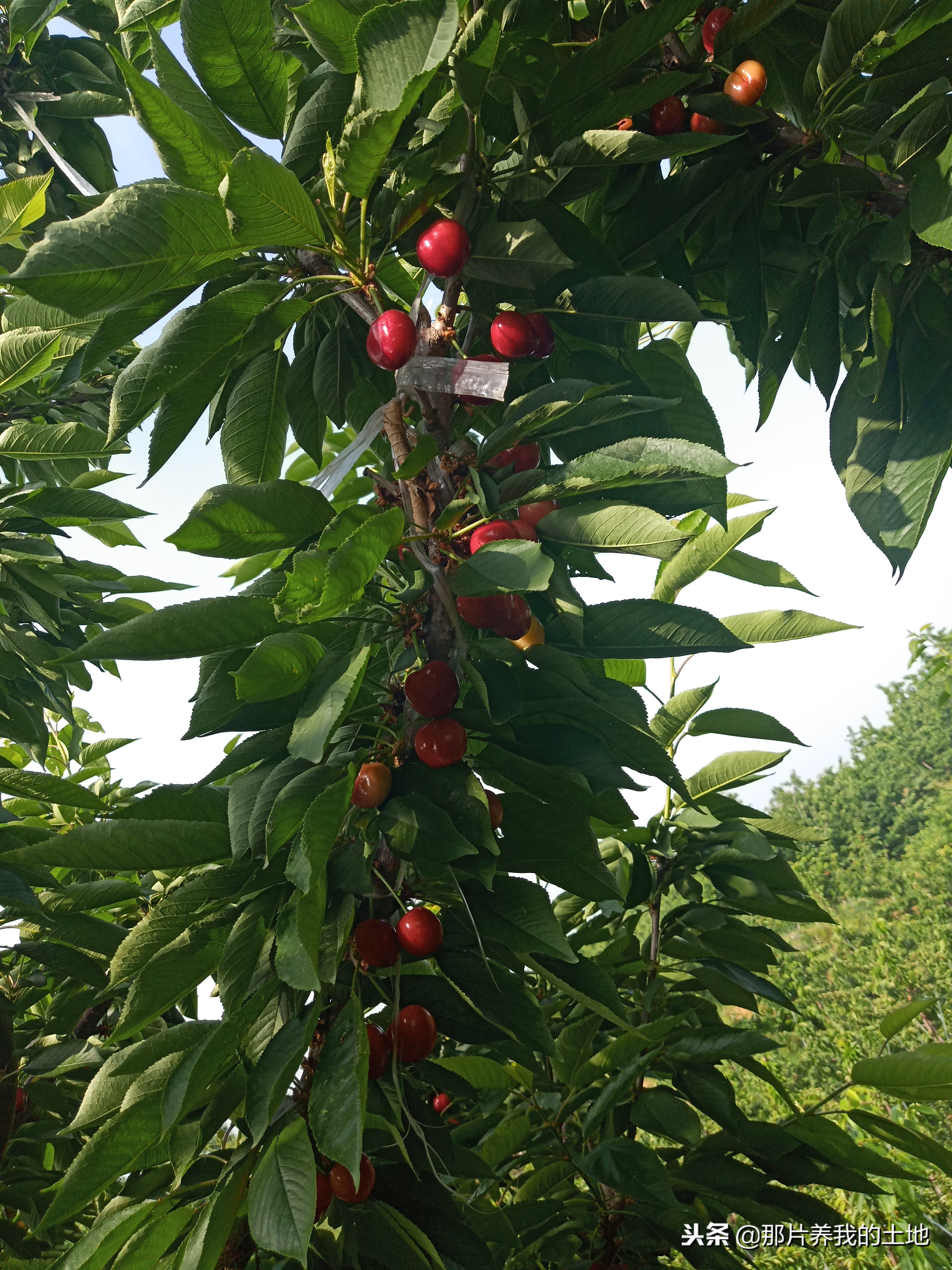 大樱桃怎么种植成活率高,栽植大樱桃怎么提高成活率