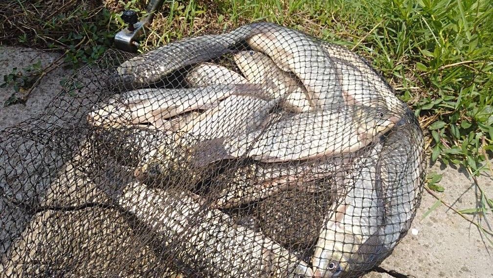 秋雨后钓鲫鱼钓深还是钓浅,秋钓鲫鱼钩距和子线长短