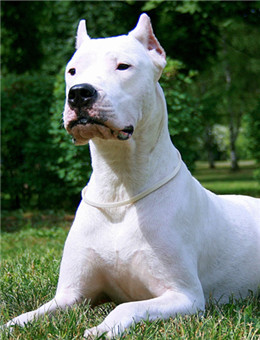 性格温顺的大型犬品种,宠物狗大型犬都有哪些品种