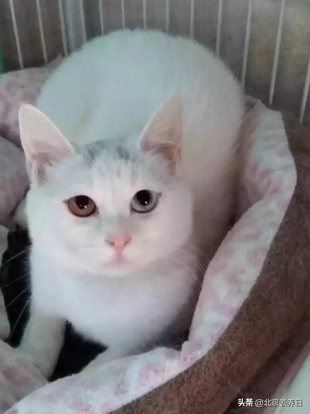 #领养代替购买#给它们一个家|线上宠物领养日,20190608加场