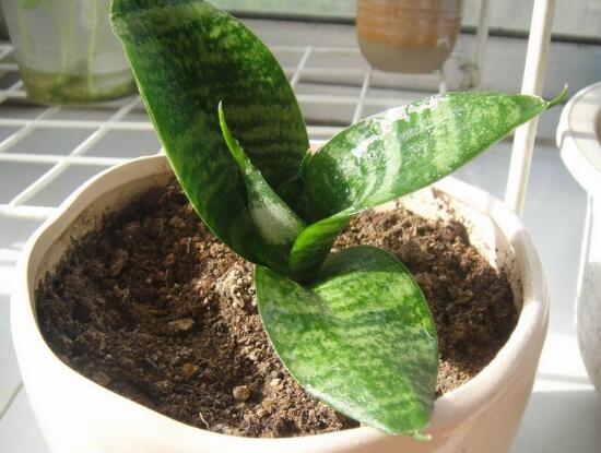 虎皮兰长太高的修剪方法,虎皮兰长得太长怎么修剪才能好看