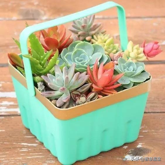 多肉植物的养花心得,多肉植物怎样养新手入门篇
