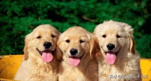 哪种狗狗体味不重适合在家养,狗狗的体味如何解决小技巧告诉你