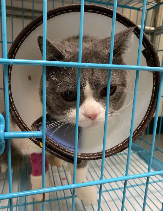 如何看待宠物看病贵,天津乖乖宠物医院看病贵吗