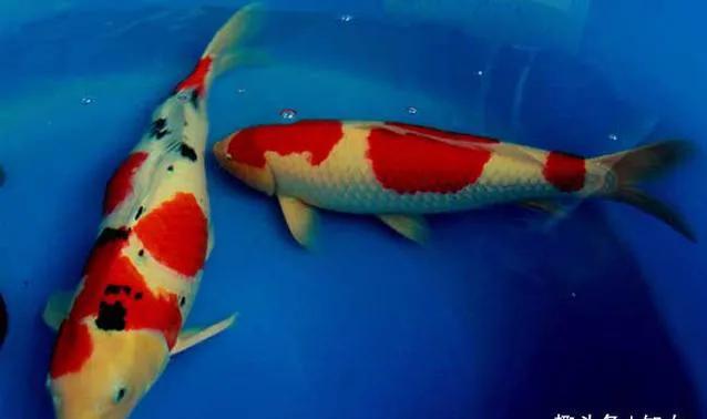 锦鲤鱼价格多少钱一条,锦鲤鱼多少钱一斤2019