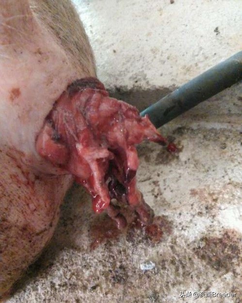 饲料中玉米赤霉烯酮超标会罚款吗,饲料玉米赤霉烯酮最新国家标准