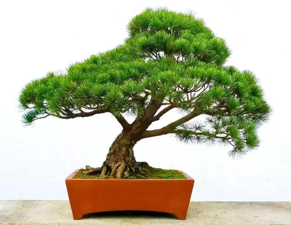 薄荷盆栽放在卧室对身体有害吗,卧室盆栽植物种什么好