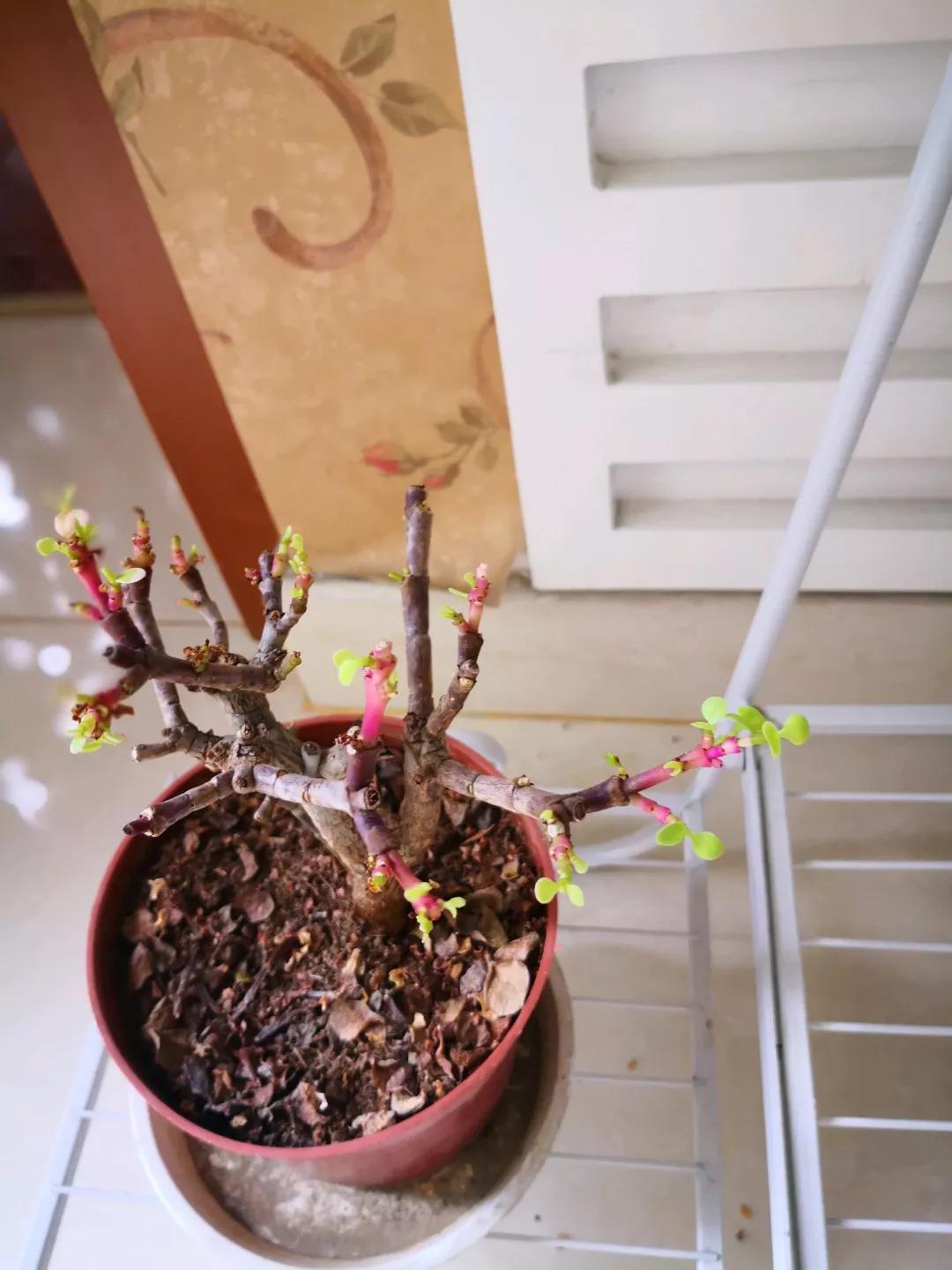 大花马齿苋养花技巧,马齿苋树盆栽怎么养