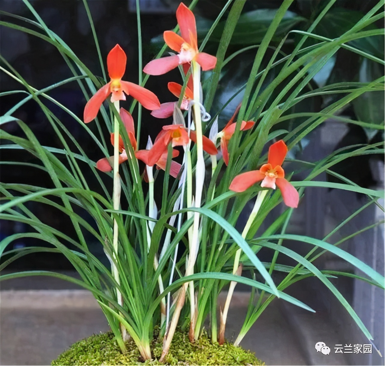 这5款红色的多肉好看好养到爆,五种最香的兰花品种