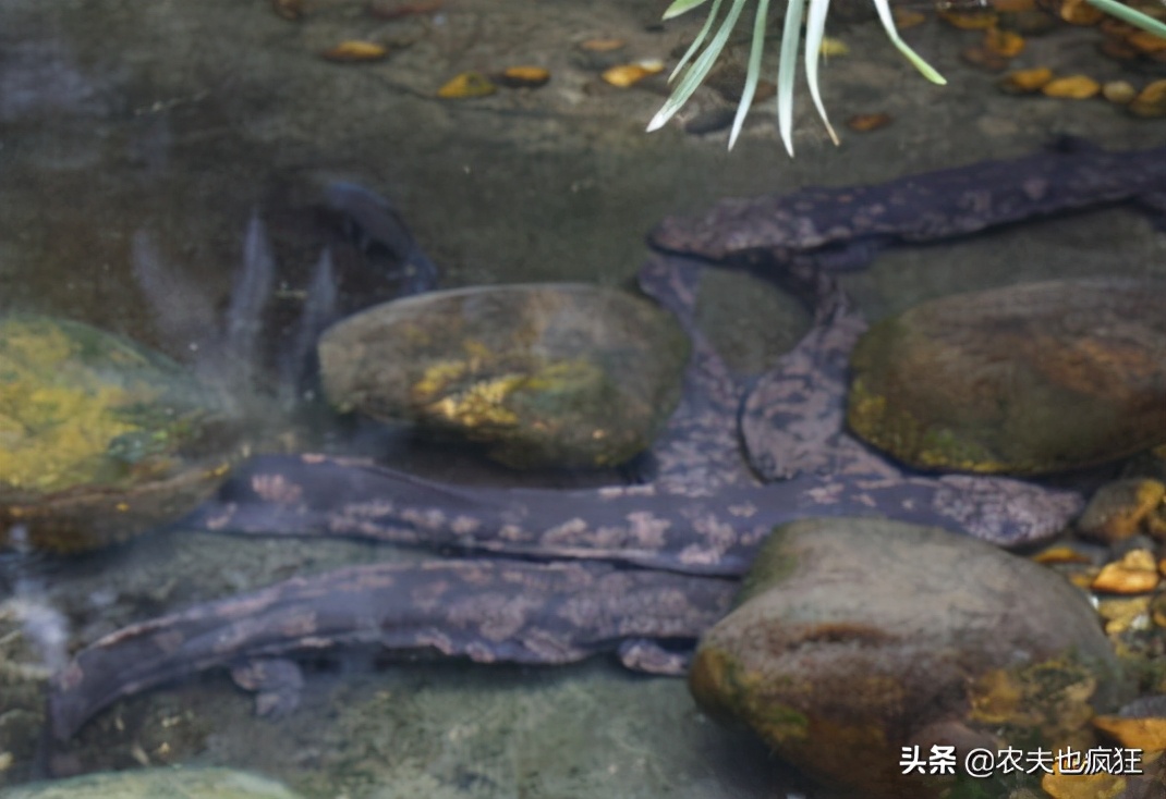 叫声似娃娃哭，是我国重点保护动物，在湖南被端上餐桌百元1斤