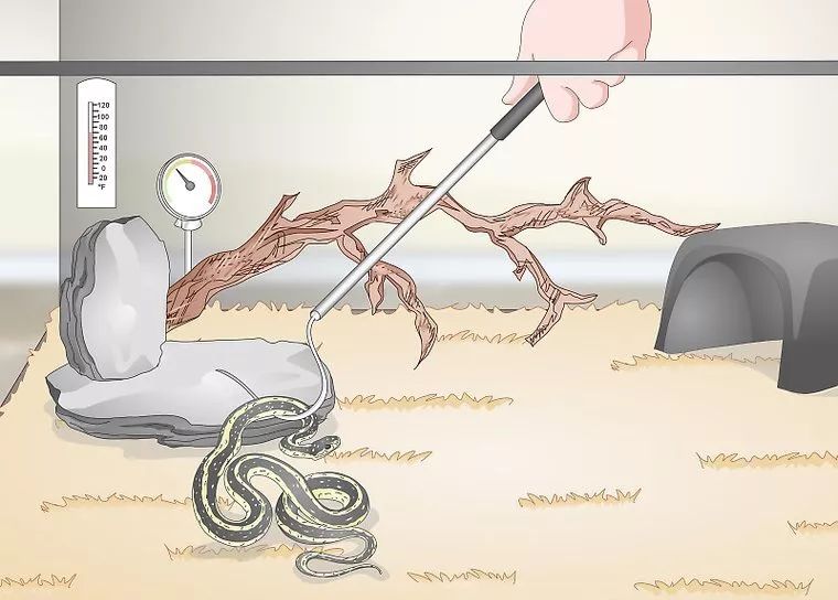 合法饲养宠物蛇,宠物蛇饲养视频