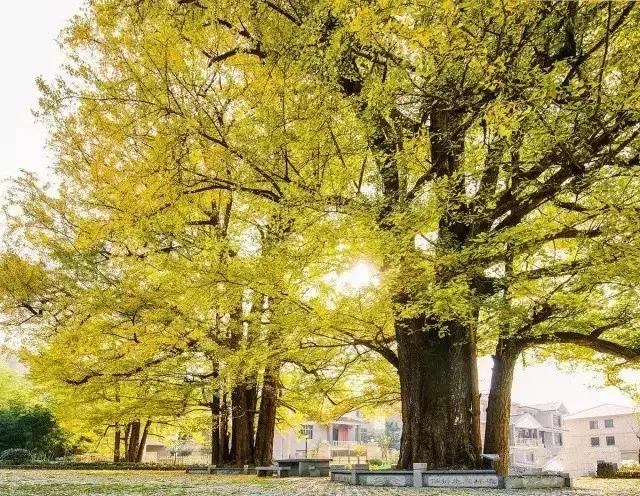 最美银杏秋景自驾攻略,杭州银杏树旅游攻略