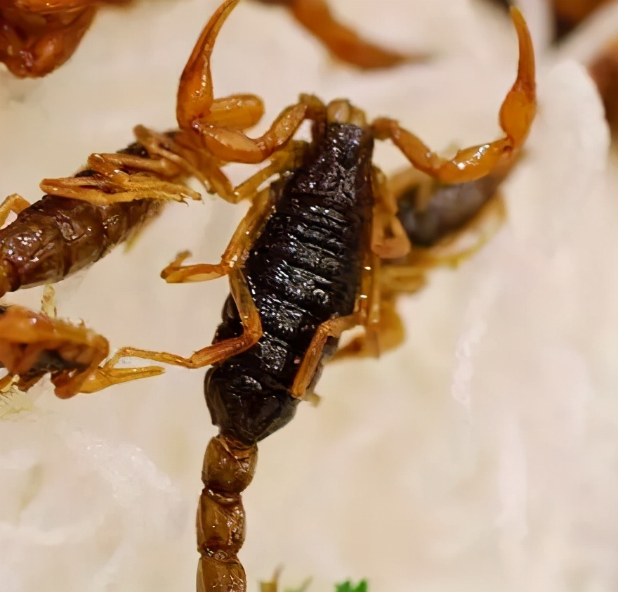 鳖甲牡蛎猫爪草外用治结节,蜈蚣泡酒治甲状腺结节